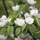 Blooming apple tree
