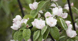 Blooming apple tree