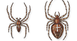 European garden spider (male and female)