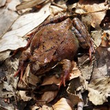 Горска жаба