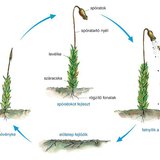 Moha szaporodása és fejlődése