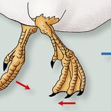 Movement of the duck's feet in the water