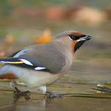 Bohemian waxwing on ice