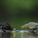 Common blackbirds (male and female)