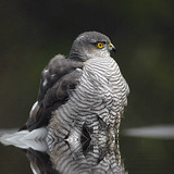 Northern goshawk