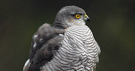 Northern goshawk