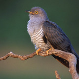 Juvenile Common cuckoo