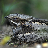 Nightjar