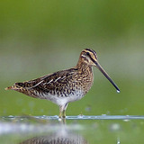 Common snipe
