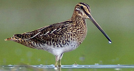 Common snipe
