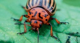 Colorado potato beetle
