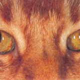 Cat's eye in the daylight