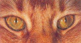 Cat's eye in the daylight