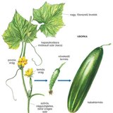 Az uborka virága és termése