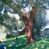 Cork tree