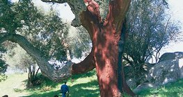 Cork tree