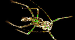 Shed chitin exoskeleton of an aphid