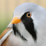 Bearded tit