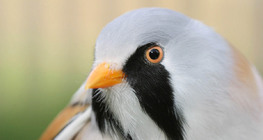 Bearded tit