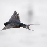 Селска лястовица