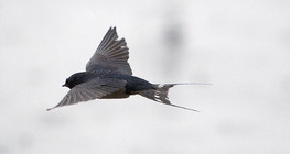 Barn swallow
