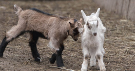 Young goats (kids)
