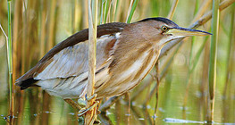 Little bittern