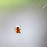 Spider web