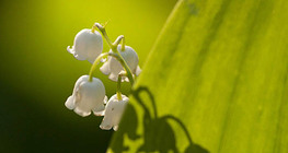 Lily of the valley