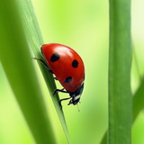 Седемточкова калинка