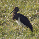 Black stork