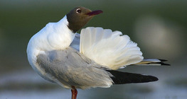 Black-headed gull