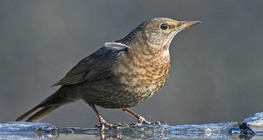 Common blackbird (female)