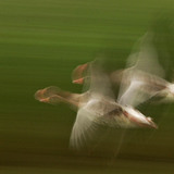 Greylag goose flying