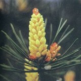 Staminate flowers of the pine