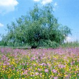 Flowers in a wet meadow