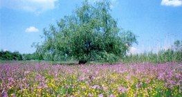 Flowers in a wet meadow