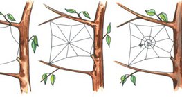 The process of making an orb web