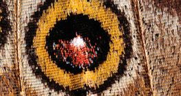 Wings of a butterfly