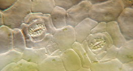 Plant stoma