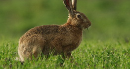 Hare