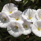 Field bindweed