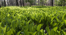 Lily of the valley