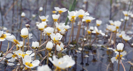Thread-leaved water-crowfoot