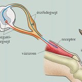 A paraszimpatikus hatás túlsúlya a megújulást segíti