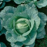 Cabbage