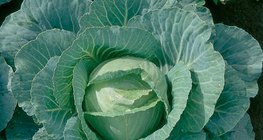 Cabbage