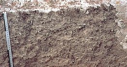 Saline soil profile