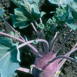 Kohlrabi