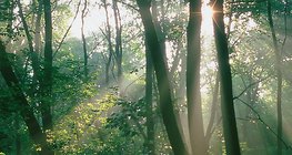 Sunlight in the forest